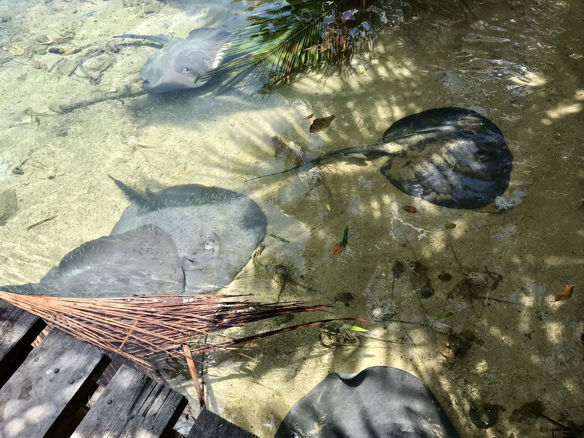 Eagle Rays off the dock 